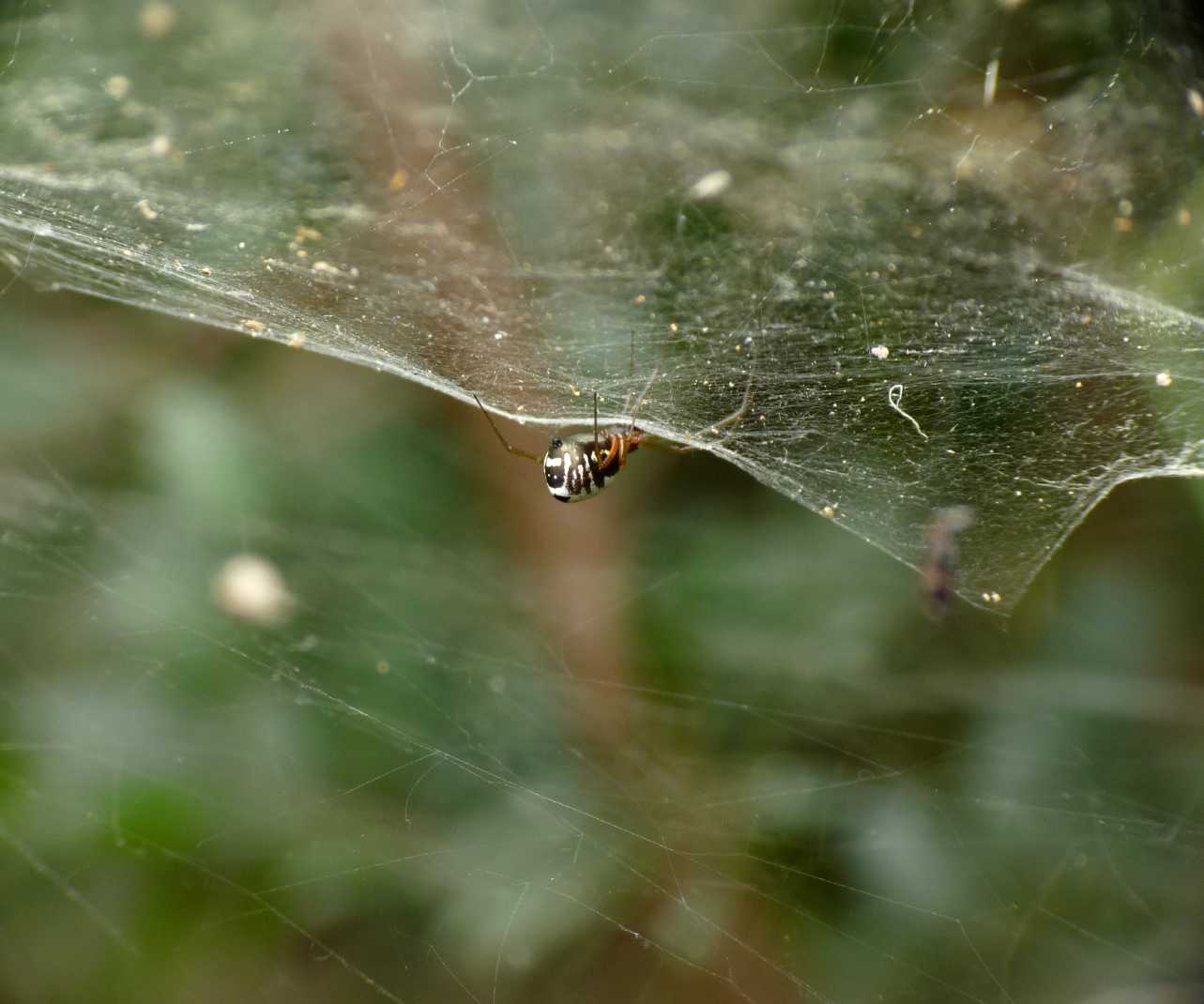 Gli astuti Argyrodes
