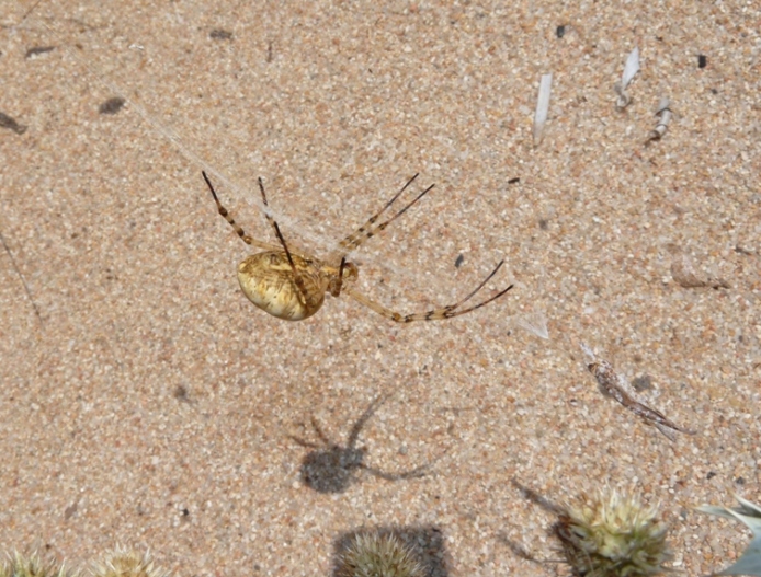 Batozonellus lacerticida