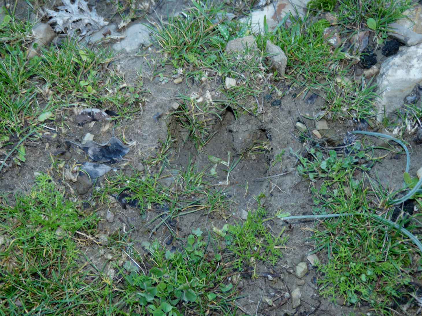 Impronta di lupo?No, ungulato....Vitello