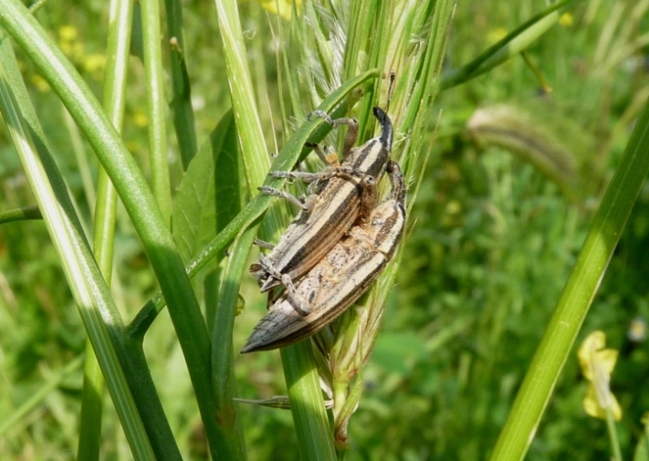 Altra coppia di Lixus