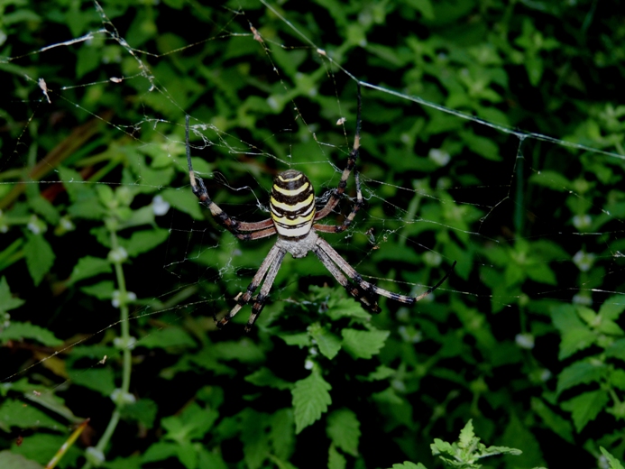 Il paradiso delll''Argiope