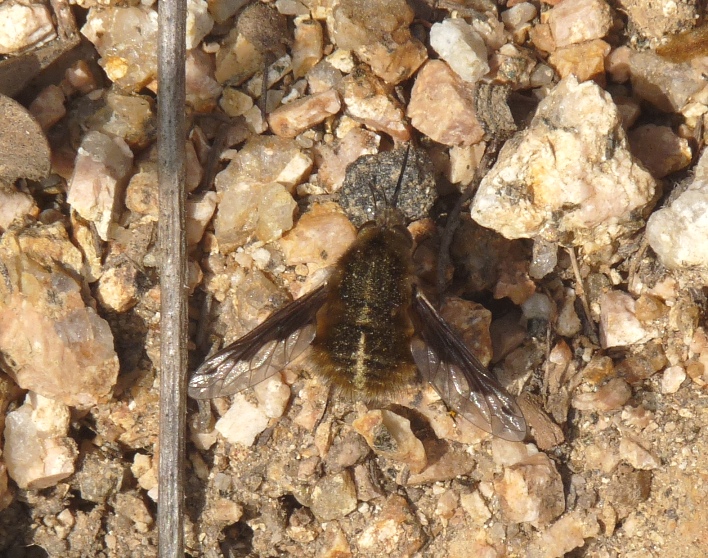 Bombylius major (Bombyliidae)