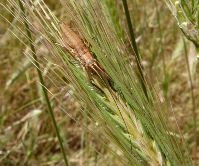 Uromenus (Bolivarius) brevicollis insularis