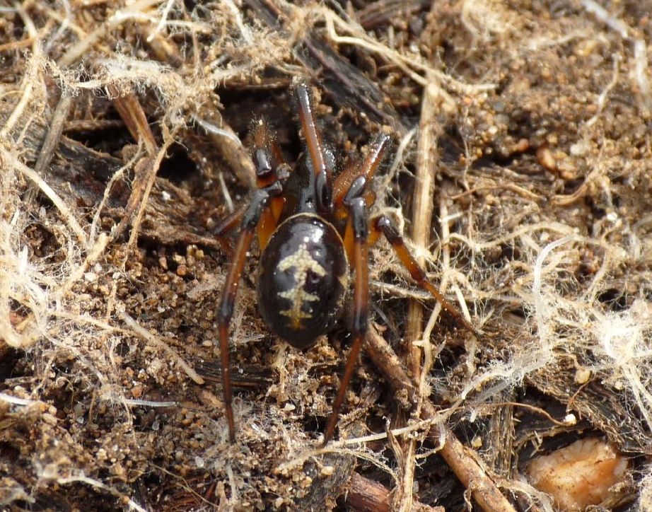 Steatoda paykulliana sarda