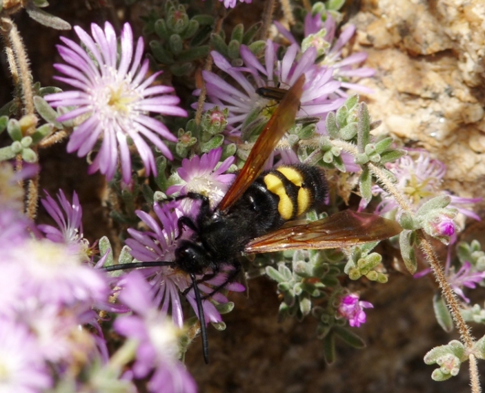 Megascolia maculata flavifrons sui fiori del giardino