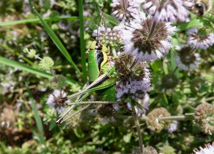 Eupholidoptera sp.