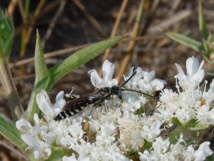 Colpa sexmaculata M e Meria tripunctata M.