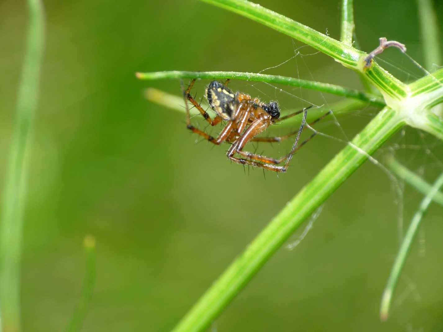 Neoscona adianta; Aculepeira armida