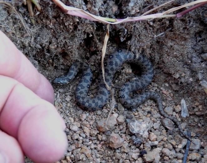 Piccola Natrix maura