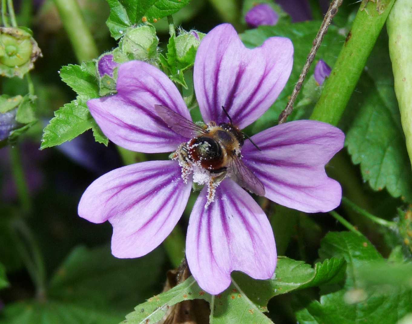 Apidae Megachilinae irriverente:  cfr. Osmia sp. od Hoplitis sp.