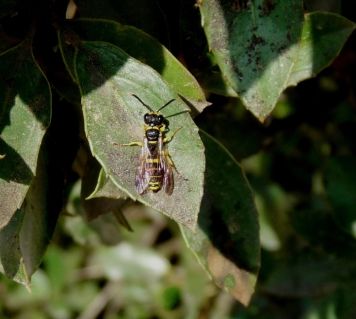 Cerceris quadricincta corsica (Crabronidae)