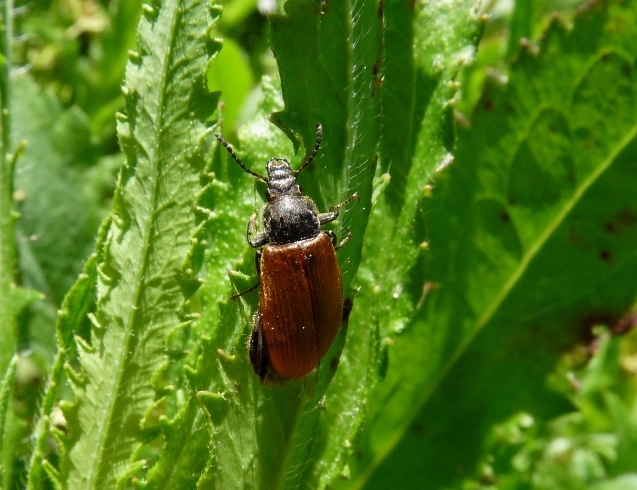 Megischia curvipes? No. Omophlus sp.