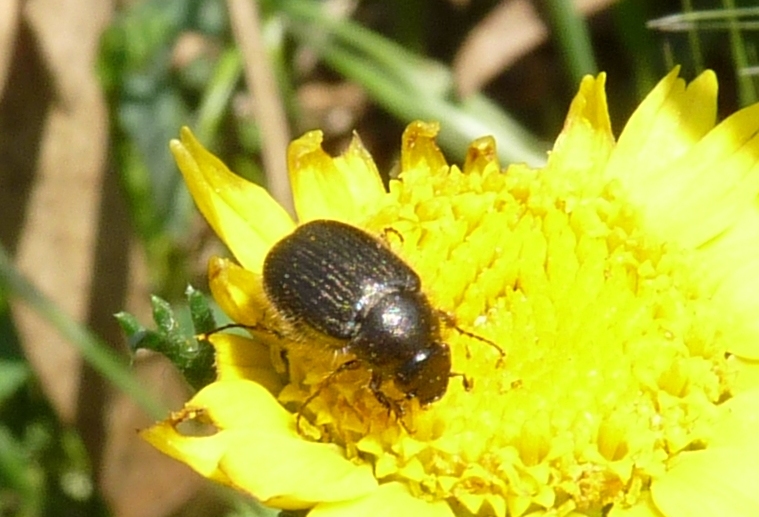 Melolonthidae? Paratriodonta romana