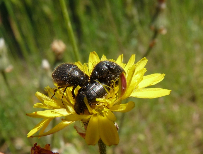 Melolonthidae? Paratriodonta romana