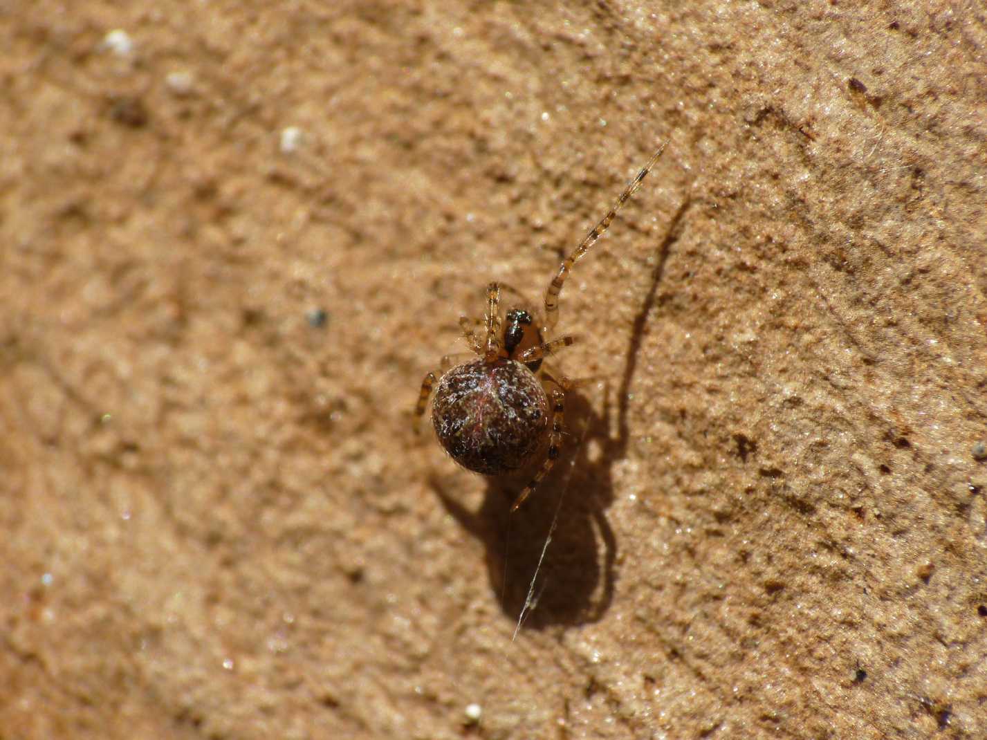 Theridion sp.