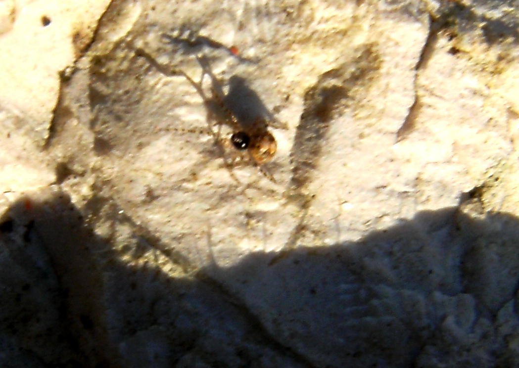 Theridion sp.