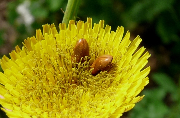 Coleotterini floricoli