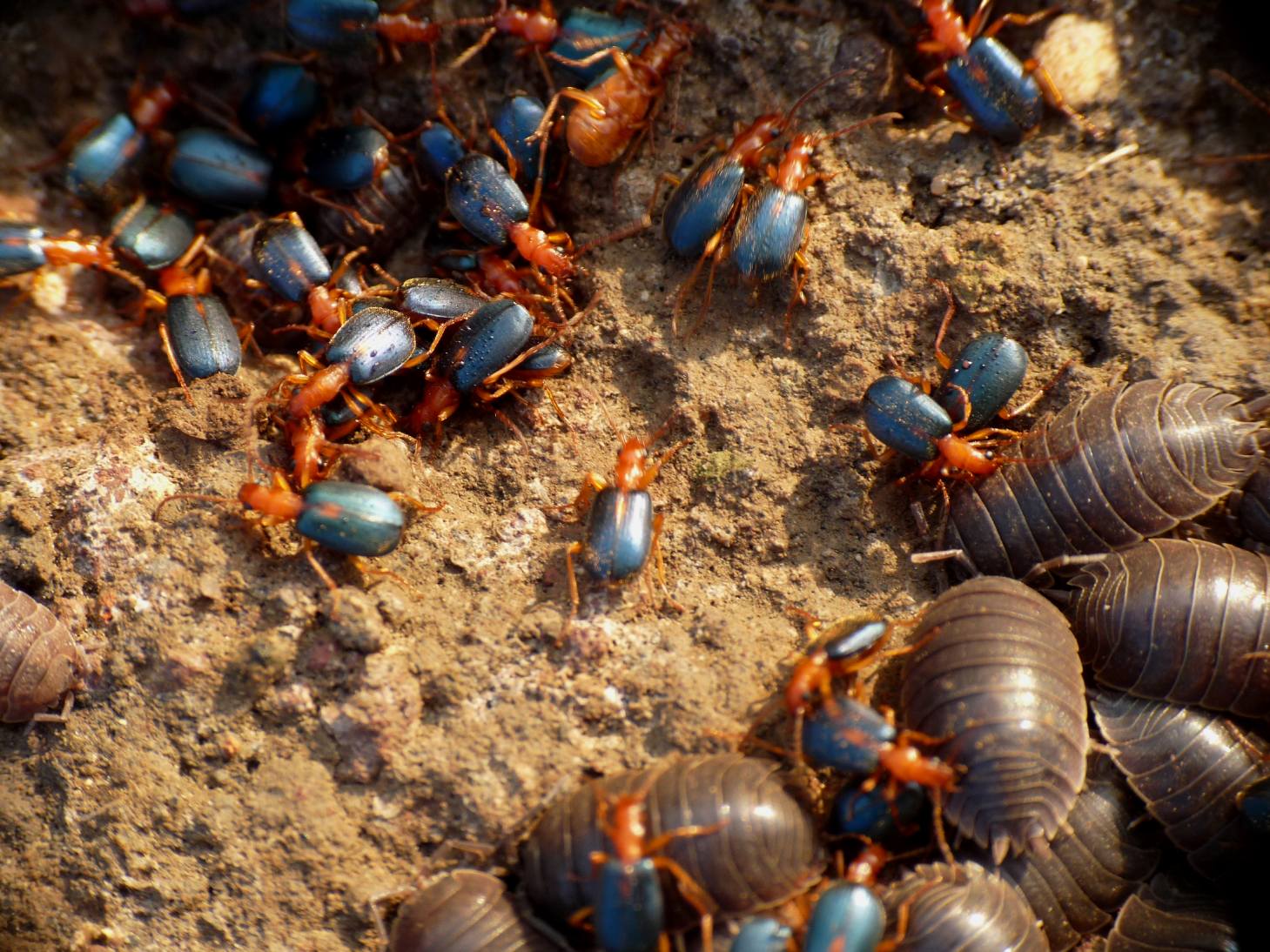 L''ostello dei Brachinus