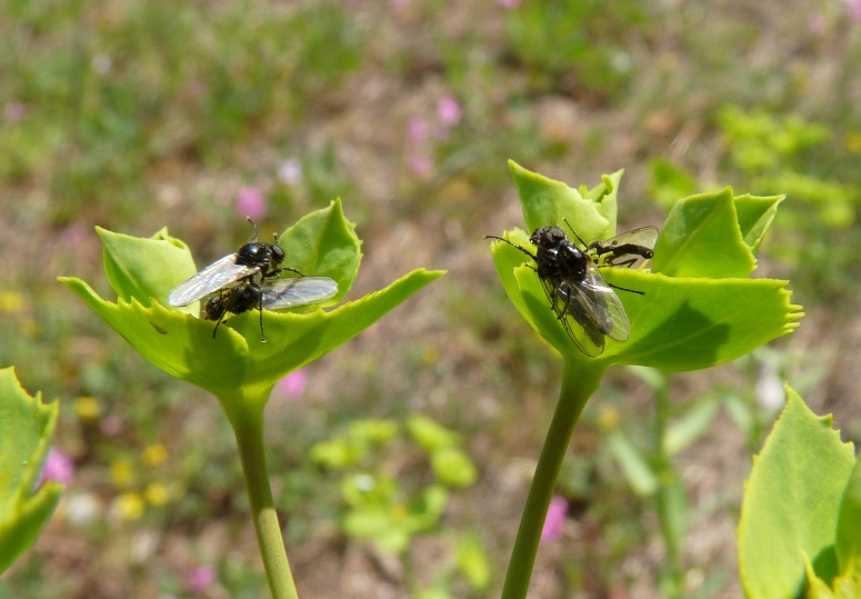 Sciami di moscerini: Scatopsidae e Bibionidae.