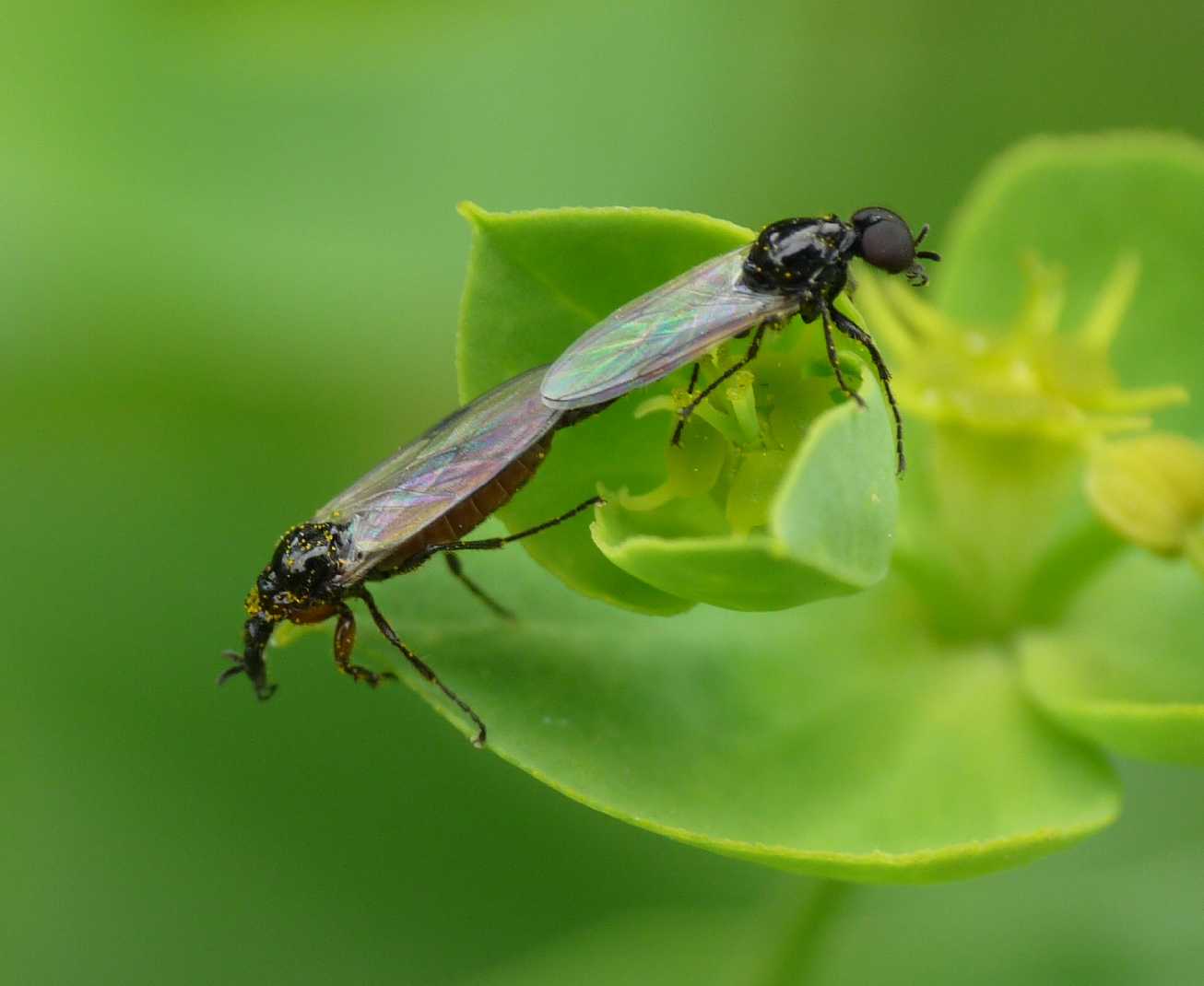 Piccoli Bibionidae: Dilophus cf. femoratus M e F