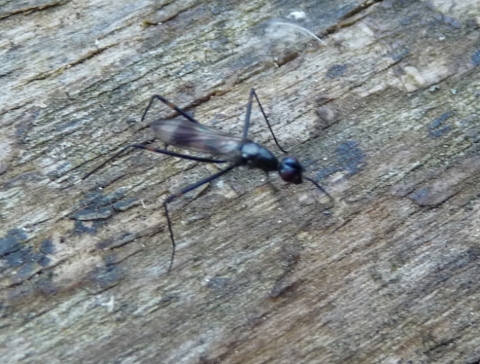 Rainiera calceata, (Micropezidae)