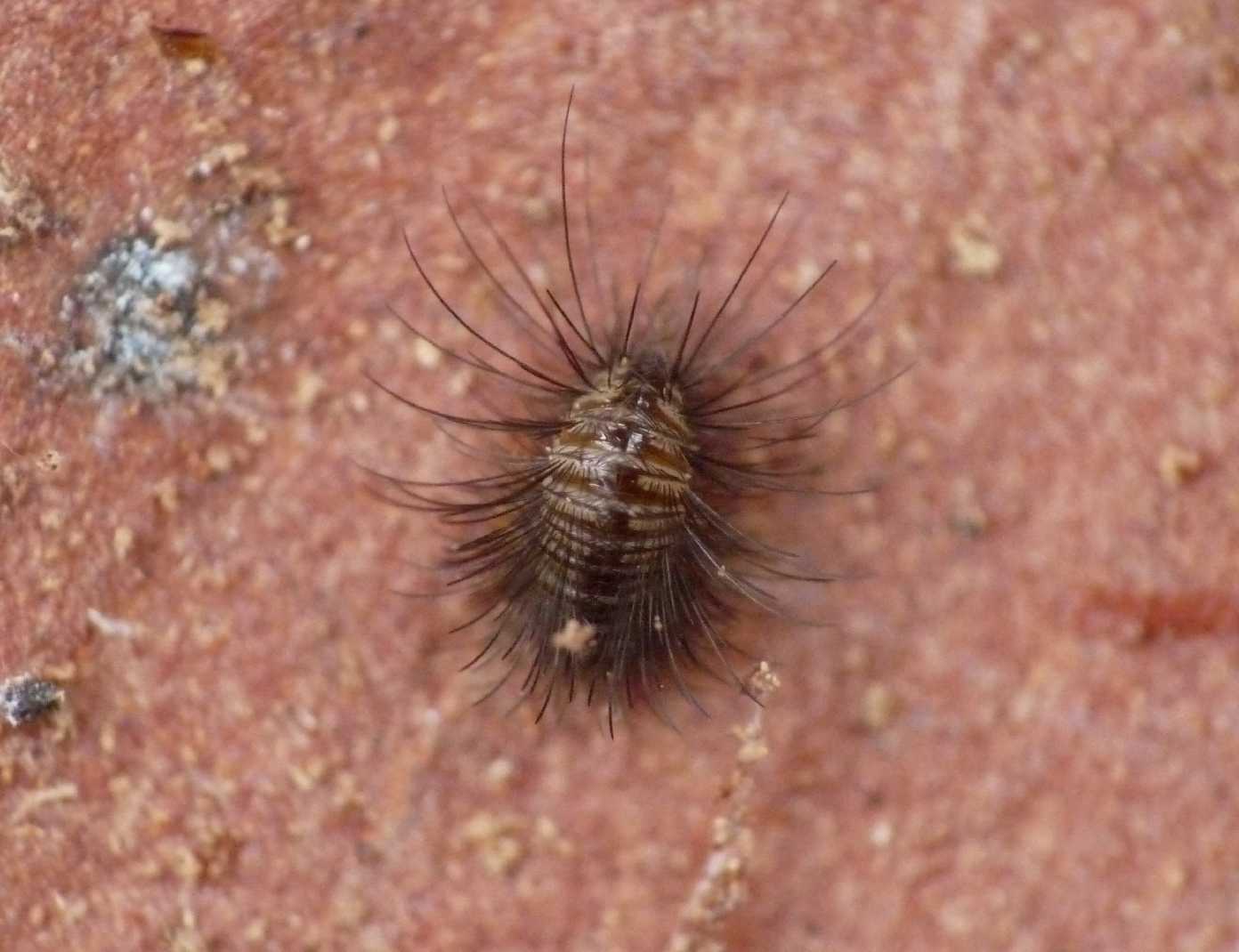 Mostriciattolo da determinare: Dermestidae