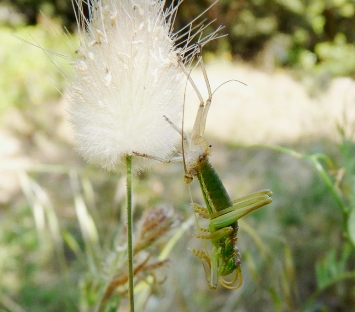 Muta di phaneroptera?