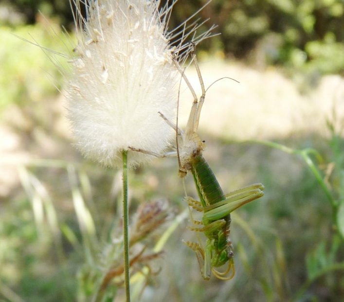 Uromenus (Bolivarius) brevicollis insularis