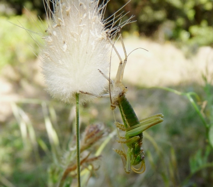 Bradyporidae: Ephippiger perforatus a fine muta