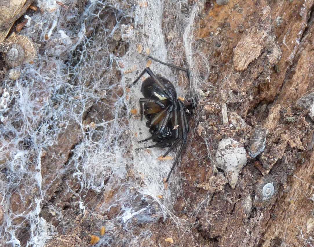 Steatoda paykulliana