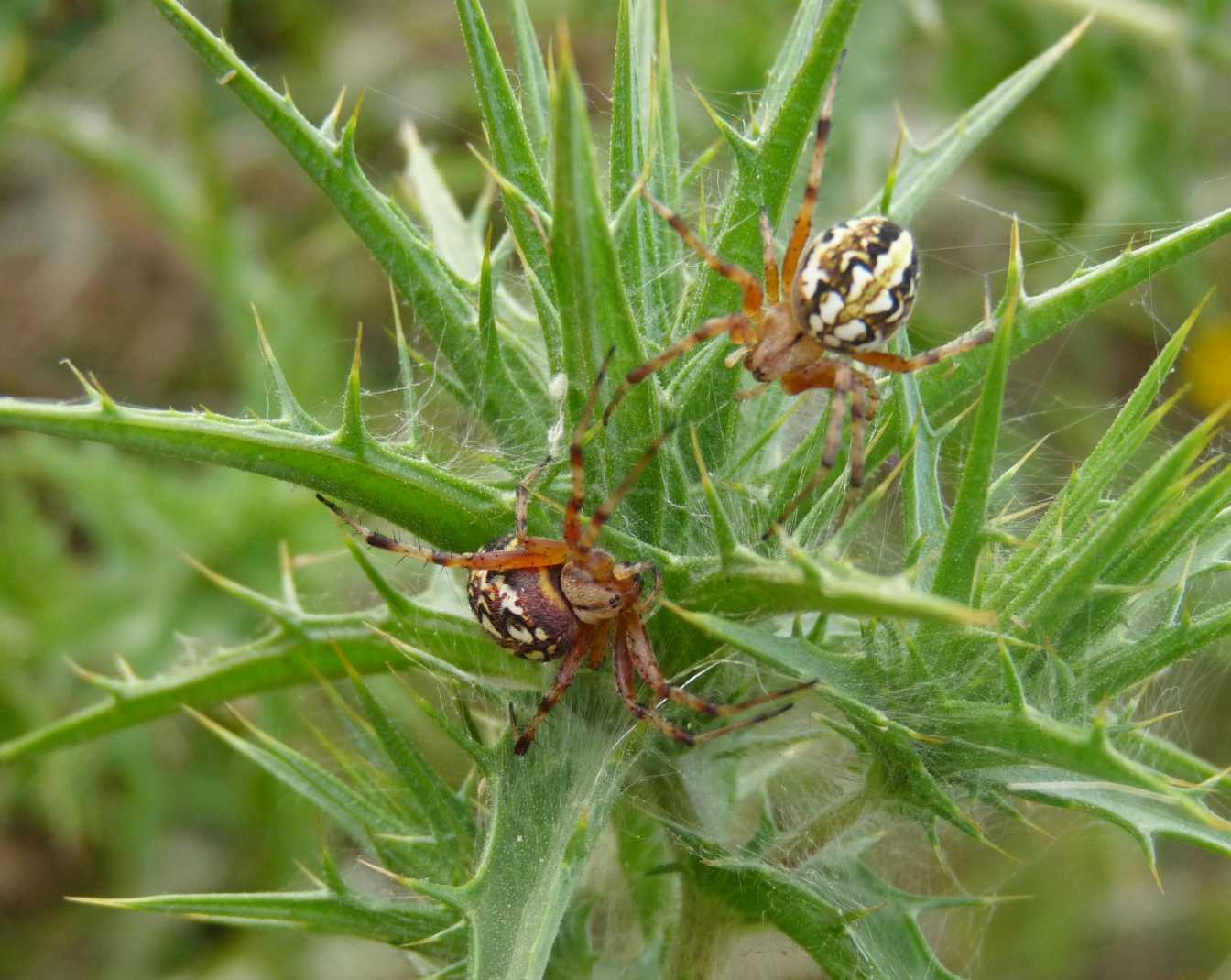 Neoscona adianta; Aculepeira armida