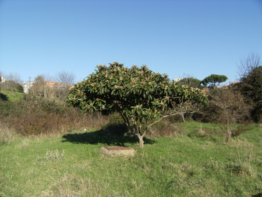 PIANTE PER ATTRARRE UCCELLI, FARFALLE, INSETTI & CO