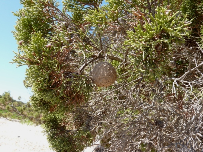 Nido di Chalicodoma sp. (sicula opp. parietina)