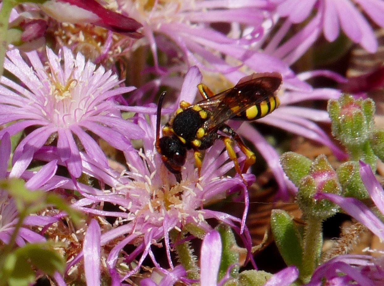 Maschio di Nomada sp.