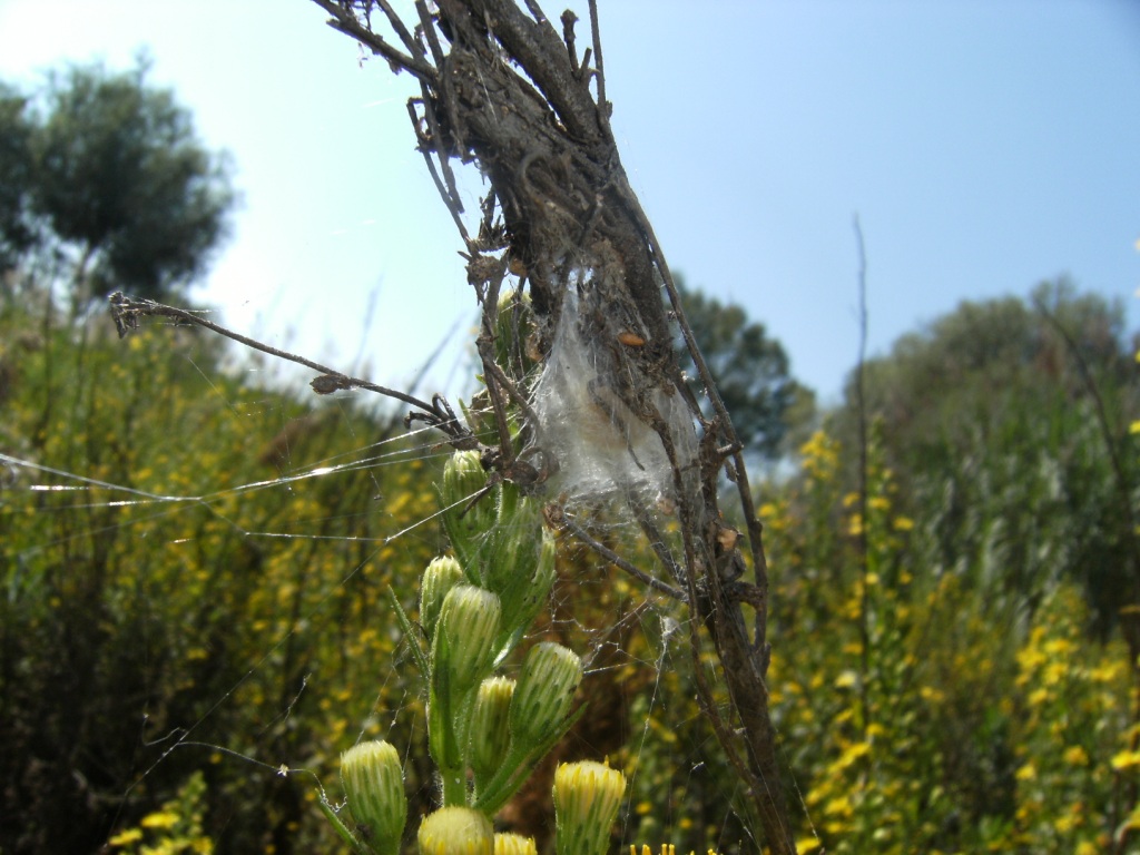 Nuctenea sp.