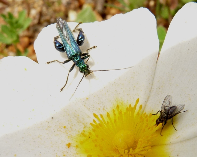 Piccolo cerambicide floricolo