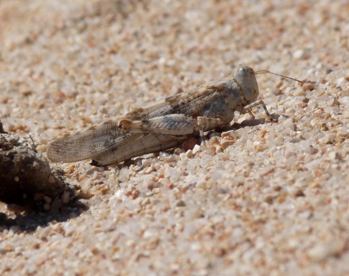 Oedipoda o Sphingonotus?