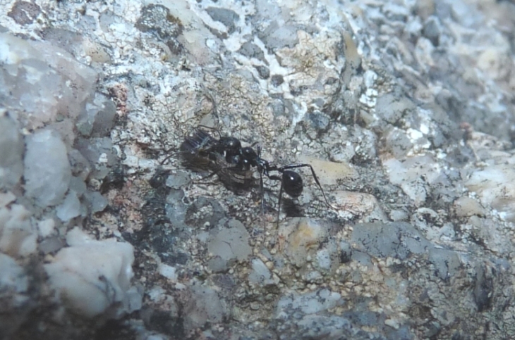 Strano comportamento Aphaenogaster