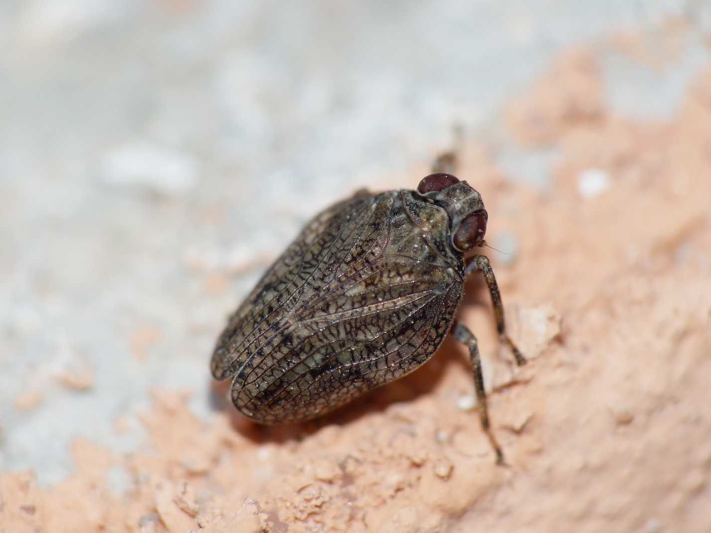Cicalina....Issus sp. dalla Sardegna