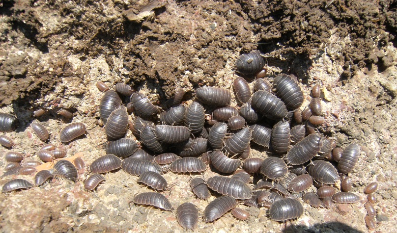 Comunit di Isopodi