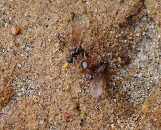 Anche le formiche, nel loro piccolo..(Sciamatura di Myrmica)