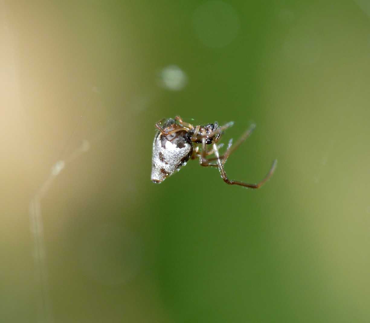 Gli astuti Argyrodes