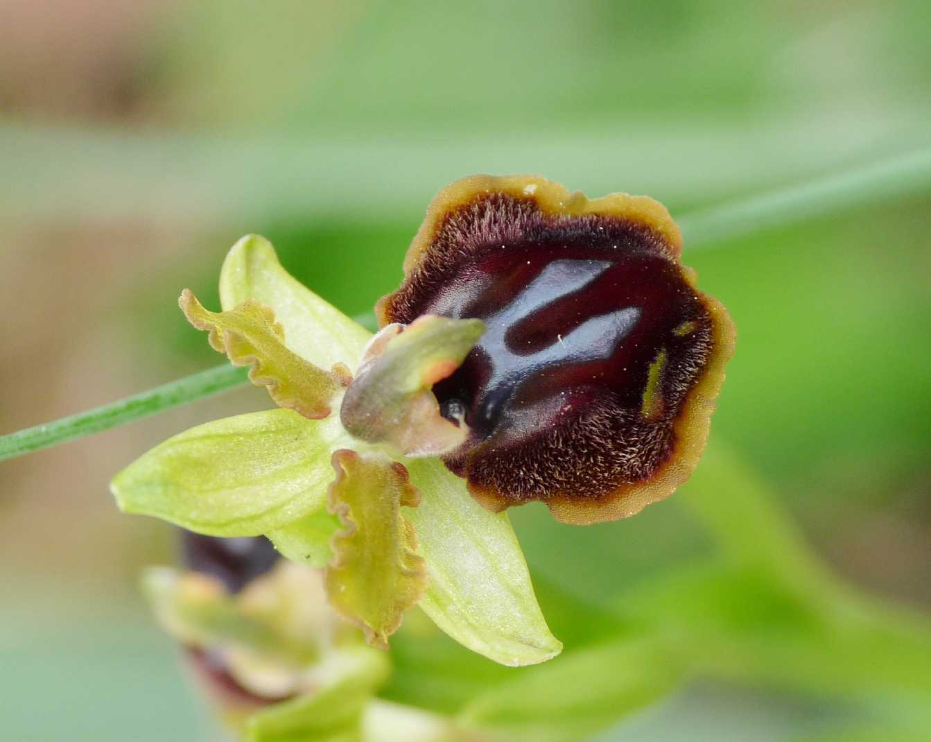 Oxyopes sp.