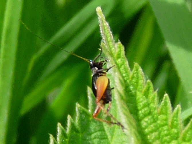 Piccolo ortottero bicolore: Trigonidium cicindeloides
