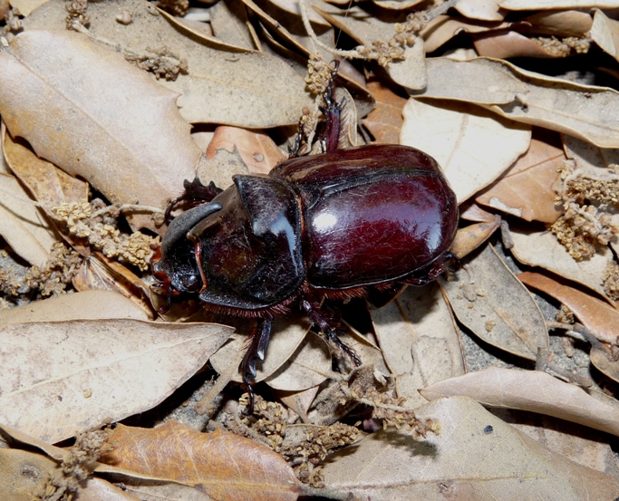 Oryctes nasicornis Budrio (BO)