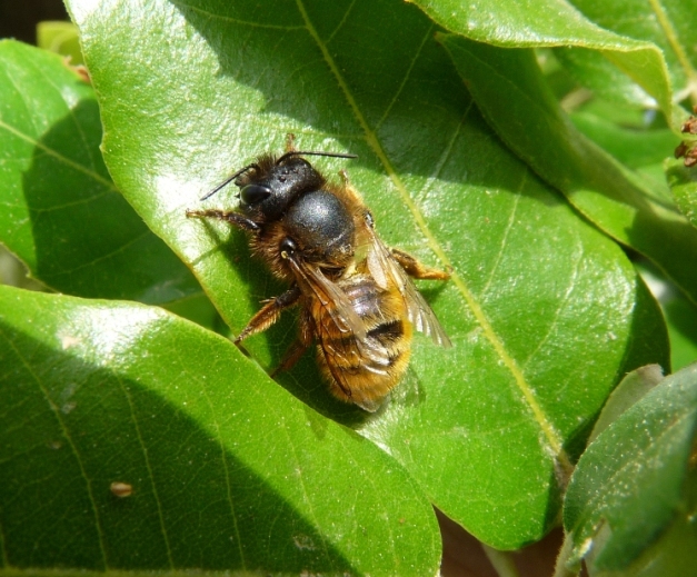 Osmia cornuta? No. Femmina di Osmia rufa