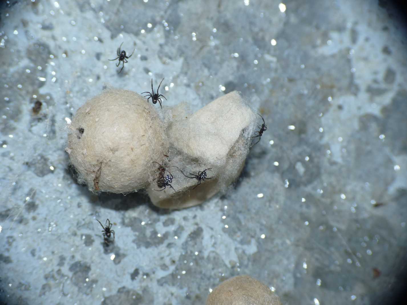 Latrodectus tredecimguttatus di Gallura