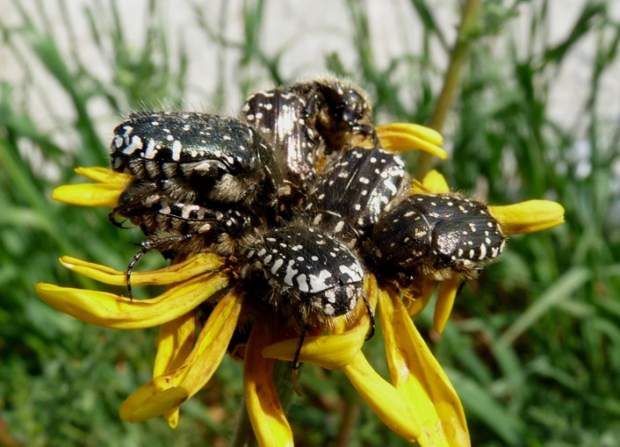 Oxythyrea funesta