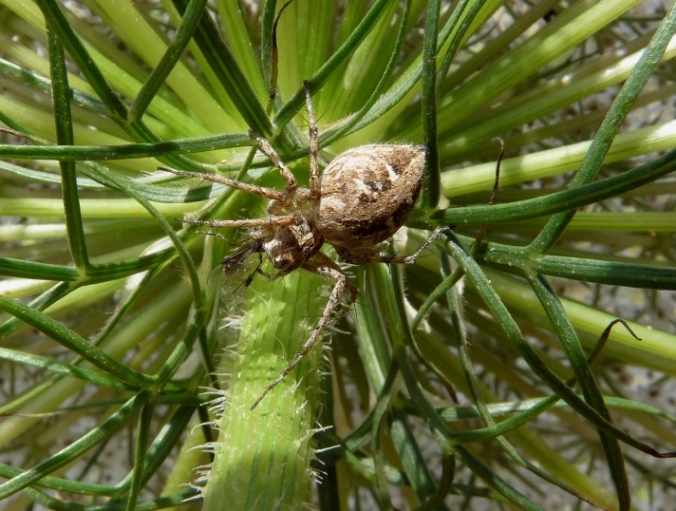 Oxyopes sp.