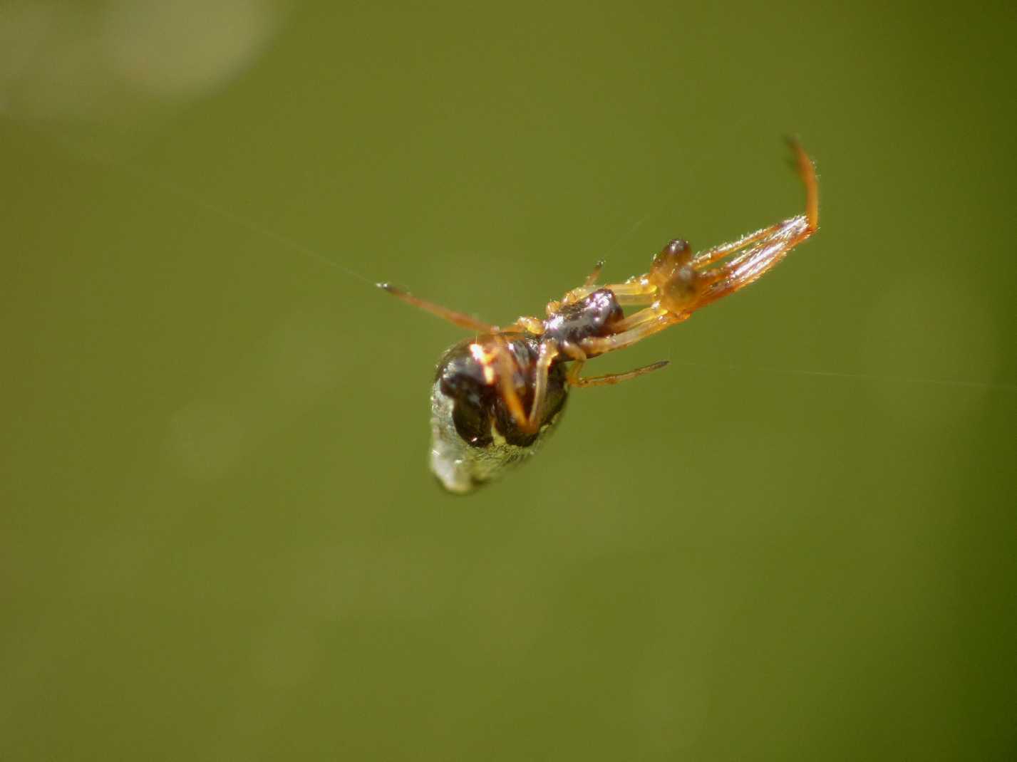 Gli astuti Argyrodes